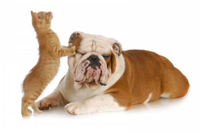 Survey: Local Pet Owners Survey: Local Pet Owners