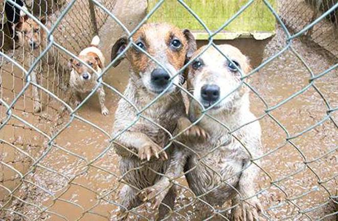 Local humane societies react to removal of animal welfare reports from USDA website Puppy mill dogs (American Association for the Preventionof Cruelty to Animals: aspca.org)