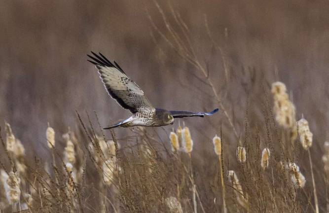 Local surgeon captures raptors in through photography Male Northern Harrier.