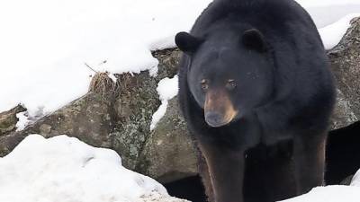 New Jersey’s black bears are not true hibernators and can be active in winter, and at any time of the day or night.