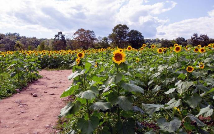 Sussex County’s most amazing maze