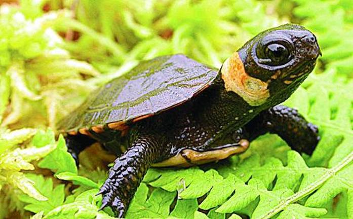 See the world from a bog turtle’s point of view Bog turtle