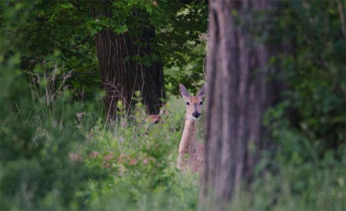 Deer here: Game commission steers hunters to prime spots Deer here: Game commission steers hunters to prime spots