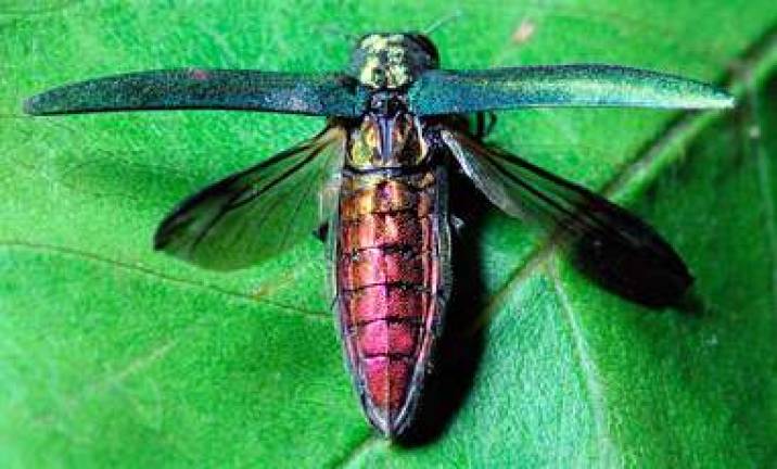 Emerald ash borer has arrived in Philadelphia Emerald ash borer has arrived in Philadelphia
