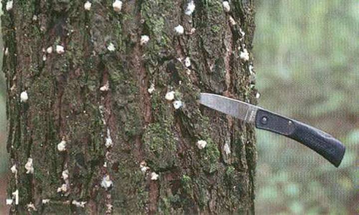 Destructive southern pine beetle strikes Northeast Pitch tubes of the southern pine beetle, Dendroctonus frontalis Zimmermann, on outer bark. (Photograph by James. R. Meeker, HYPERLINK "http://www.freshfromflorida.com/"Florida Department of Agriculture and Consumer Services, Division of Forestry)