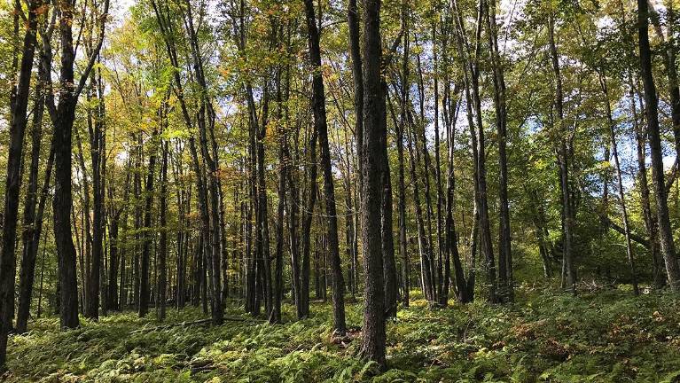 Virtual forest health program Virtual forest health program