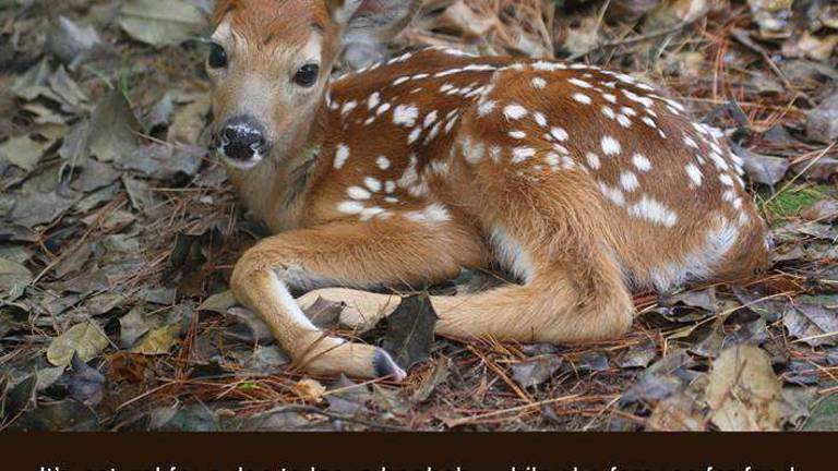 I'm not orphaned I'm not orphaned