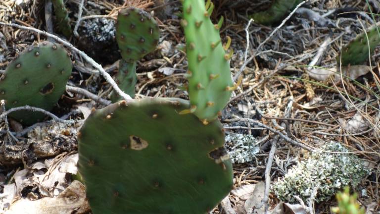 A cactus blooms above Milford A cactus blooms above Milford