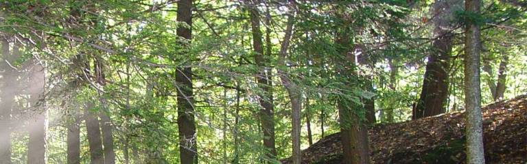 New 2.6-mile trail in Milford gets a boost Photo: Grey Towers National Historic Site