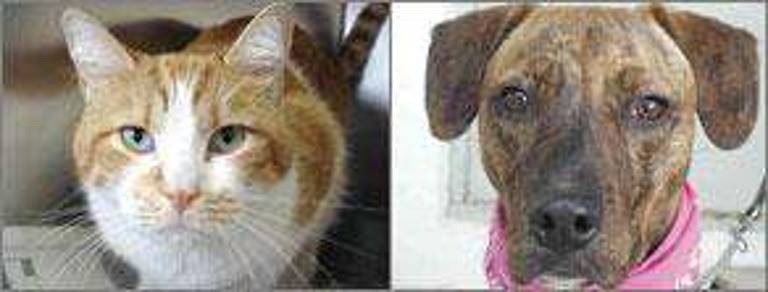 Friends looking for a home Friends looking for a home
