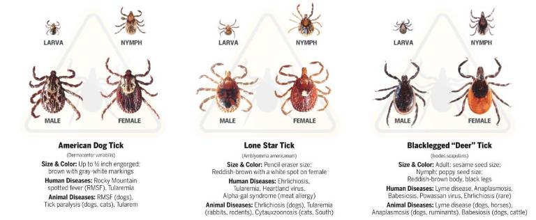 Tick-borne illnesses: How to protect people, pets in the height of summer Infographic: Mandy Coriston and Christina Scotti; Images: TickSafety.com; Sources: www.CDC.gov, www.vet.cornell.edu