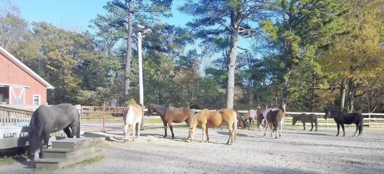 GAIT’s horses enjoying the sunshine after a solid day’s work