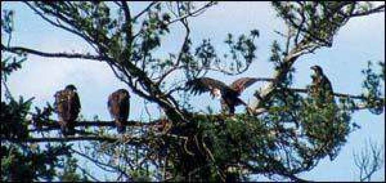 Bald eagle couple has quads Bald eagle couple has quads