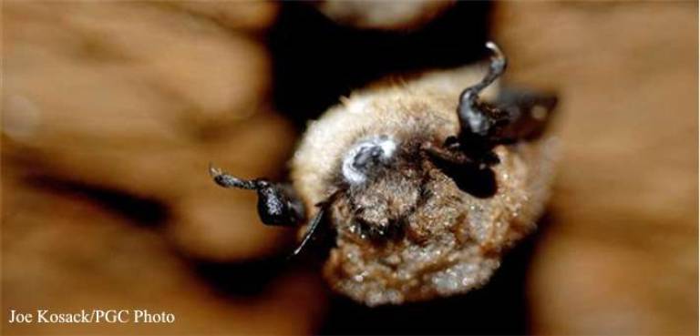 Bat survey seeks signs of life First documented in New York in the winter of 2006-07, White-Nose Syndrome is believed to have surfaced in Pennsylvania in 2008 and began killing cave bats in 2009. WNS refers to a white fungus on the muzzles and wing membranes of affected bats. Because this fungus is a cold-loving fungus, it is a condition that only affects them while they hibernate. Therefore, it is not harmful to humans, and does not grow on bats during the summer months or when bats are at typical active temperatures. This fungus has been confirmed to be the causative agent of the disease, although the specific mechanism in how it causes mortality is not fully understood. (Photo and caption: Pennsylvania Game Commission: http://www.pgc.pa.gov)