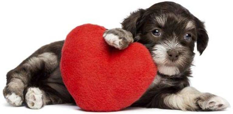 'Puppy Love' dinner at Belle Reve to benefit humane society 'Puppy Love' dinner at Belle Reve to benefit humane society