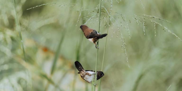What you can do to encourage the number of birds Beautiful White Rumped Munia birds pair on a weed grass stem eating small seeds against a soft green natural background,