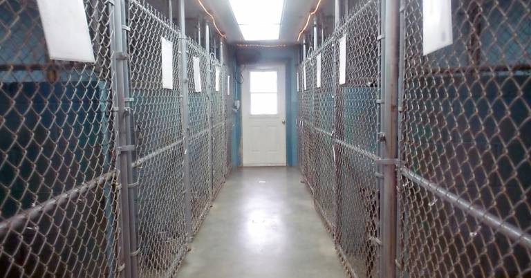 Dog cages at the animal shelter run by the Pike County Humane Society (Photo by Frances Ruth Harris)