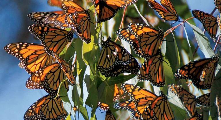 Butterfly Bike Ride to save the pollinators Monarch butterflies
