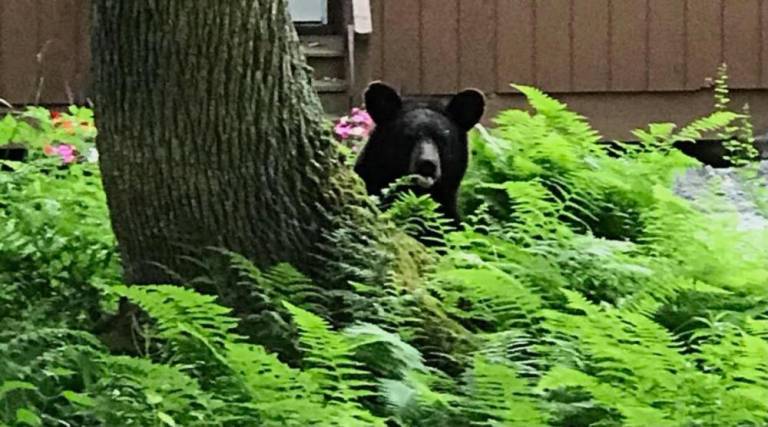 “Bear Behind Tree.”