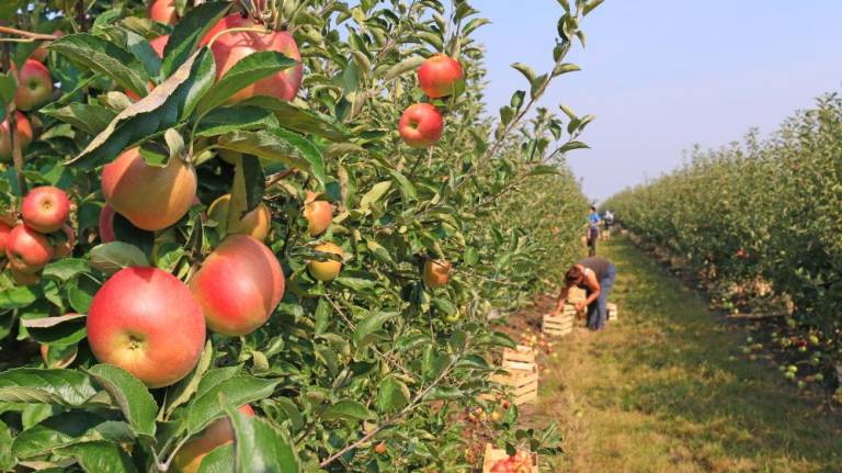 Where to pick apples Everything apple will be celebrated at Applefest on Saturday, Oct. 6 in Warwick, N.Y.