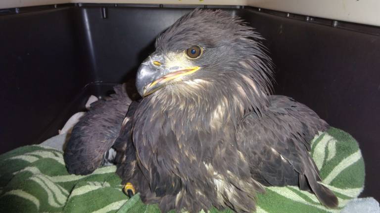 Eaglets electrocuted by PPL power lines Utility company places protective rubber coating over wires near nest to prevent future incidents The eaglet rests at Pocono Wildlife Rehabilitation and Education Center.