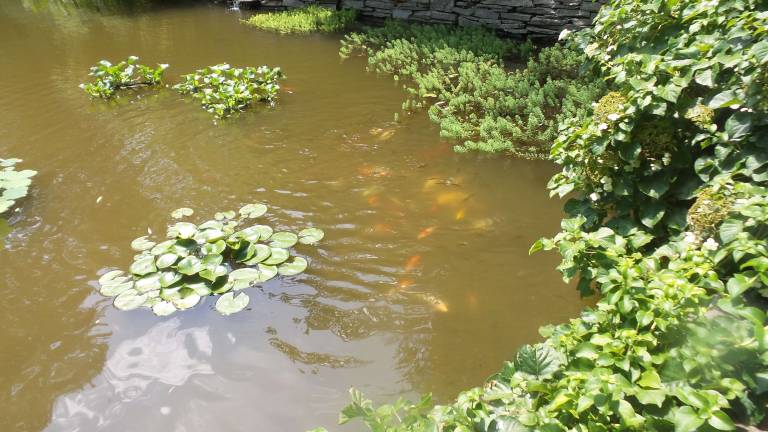 How does your garden grow? Town and Country Secret Garden Tour of the Milford Garden Club takes in everything from koi Koi in a garden pond