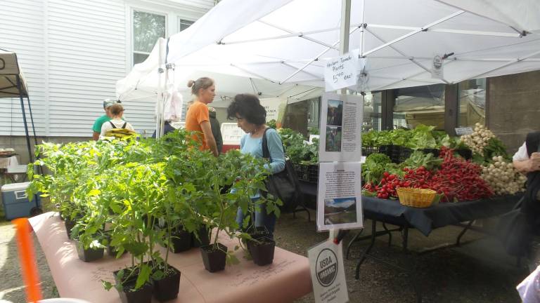 Milford gets fresh Plants galore at Milford Farmers Market (Photo by Frances Ruth Harris)