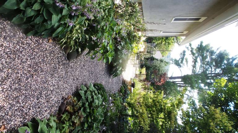 Milford's gardens, revealed Connie Nichols' pathway and hostas at 312 West Catherine Street