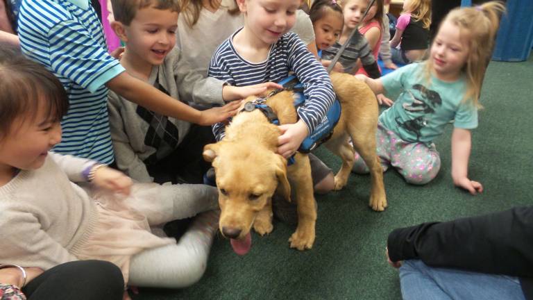 Benni, service dog in training, dazzles preschoolers Benni mixes and mingles with all hands on (Photo by Frances Ruth Harris)