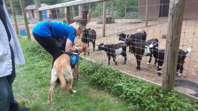 Keeping up with Benni Chrisanne Cubby teaches Benni to control his impulses, even amid the glorious new aromas at Country Ark Farm (Photo by Frances Ruth Harris)
