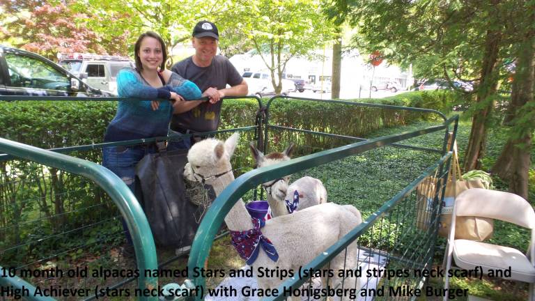 Food, music, and purring alpacas Grace Honigsberg and Mike Burger with Stars and Stripes and High Achiever