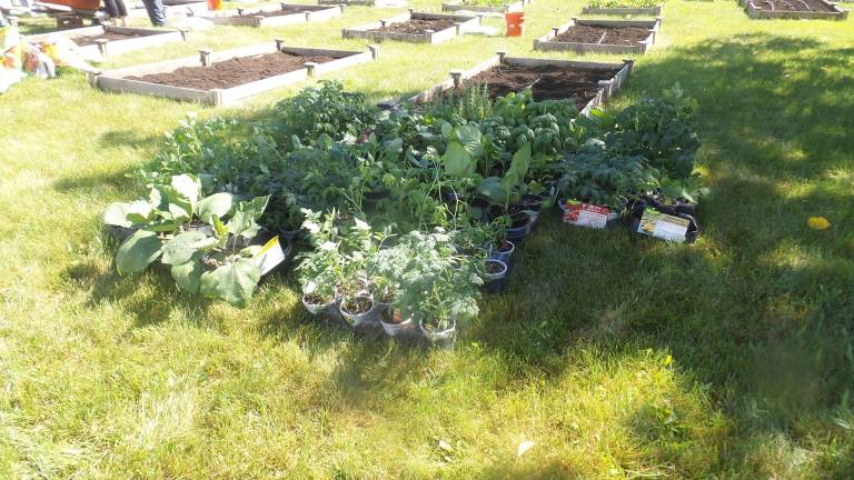 Garden club plants, weeds, and harvests to feed the hungry Plants from Home Depot rest nearby. Garden club members will place the plants in the raised beds before the sun sets (Photo by Frances Ruth Harris)