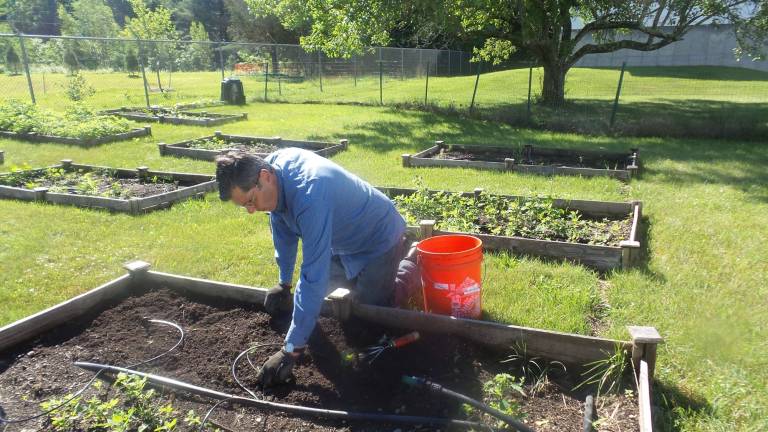 Garden club plants, weeds, and harvests to feed the hungry Ralph Pinto cleared many beds in the community garden (Photo by Frances Ruth Harris)
