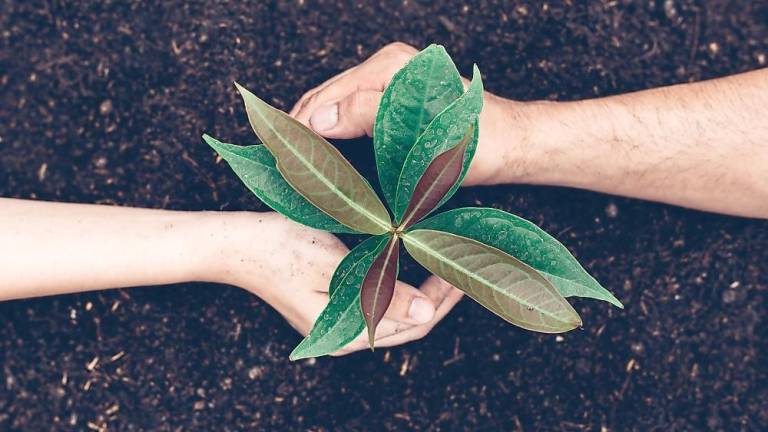 Have a plant? Bring a plant. Need a plant? Take a plant.