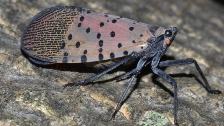 All-out effort needed to combat spotted lanternfly in Pa All-out effort needed to combat spotted lanternfly in Pa