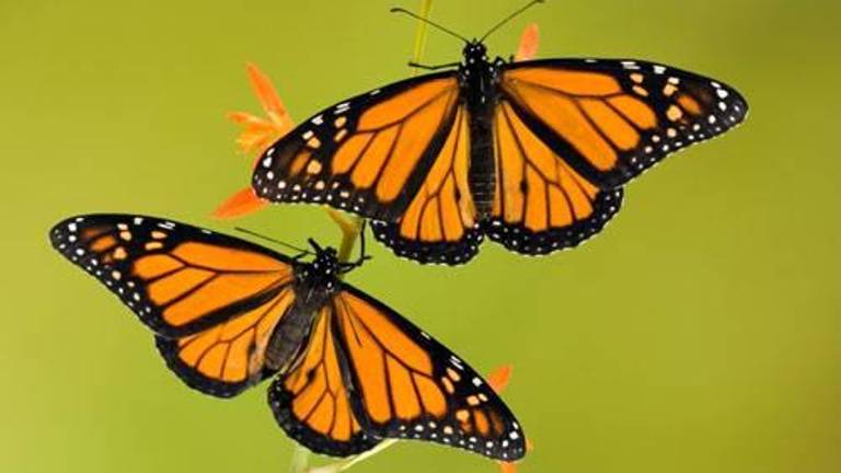 Butterfly bike ride and seed toss to be held Sept. 14 Butterfly bike ride and seed toss to be held Sept. 14