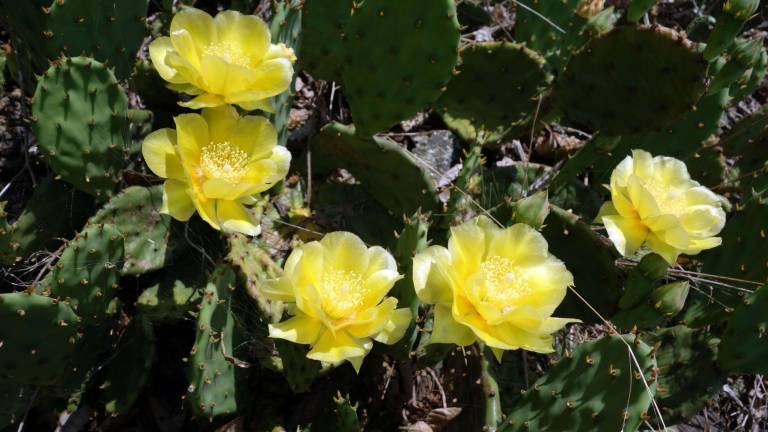 A cactus blooms above Milford A cactus blooms above Milford