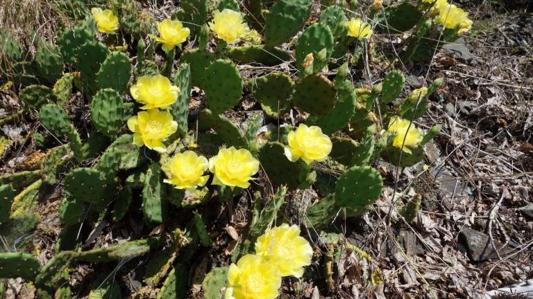A cactus blooms above Milford A cactus blooms above Milford