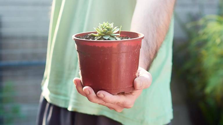 ‘Divide and share’: Wantage to host fall plant exchange Image