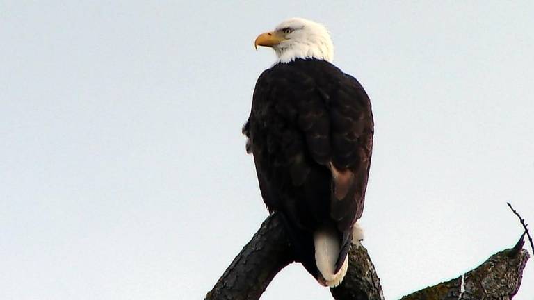 Report on the March 7 Search for Eagles