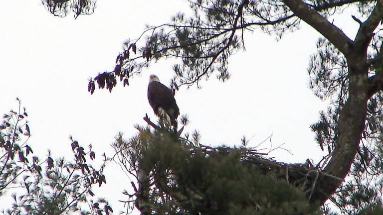 Adult bald eagle and nest seen on the March 7 Search for Eagles (Photo provided)