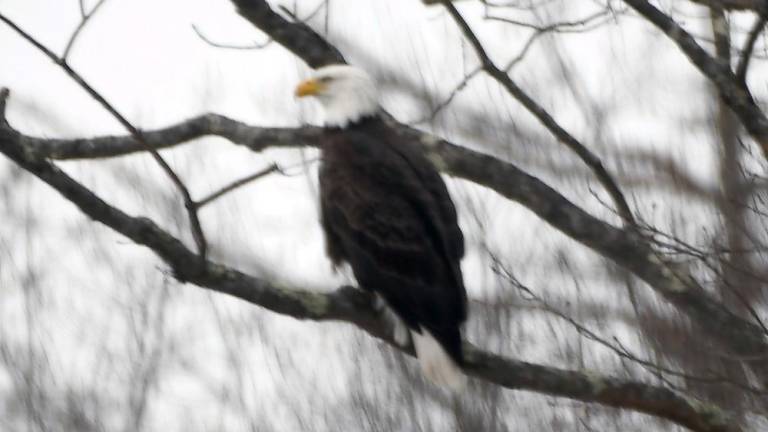 Adult bald eagle photographed during the Feb. 14 Search for Eagles
