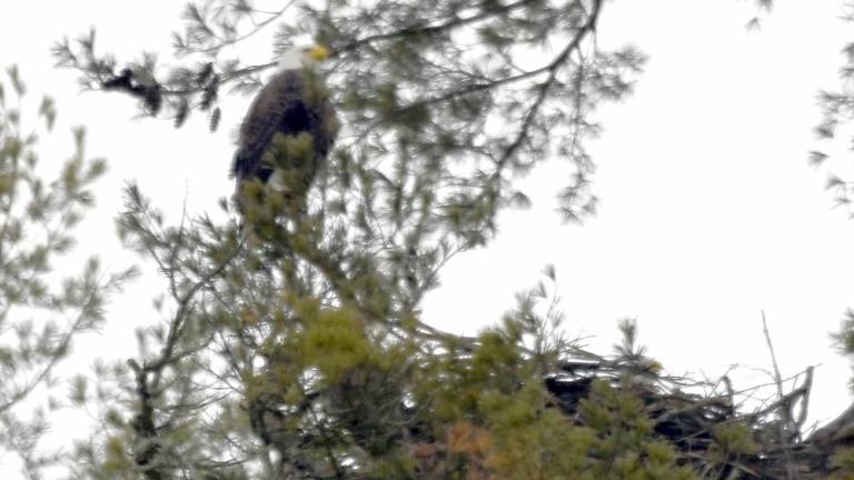 Adult bald eagle and nest photographed during the Feb. 14 Search for Eagles