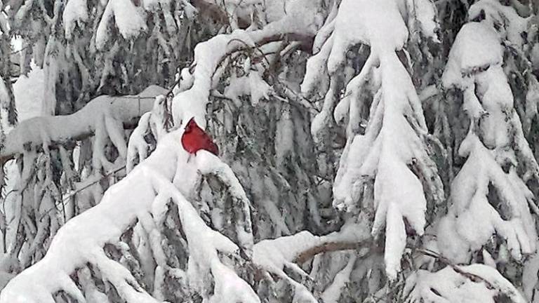 A cardinal rests in a snowy Norway spruce on Feb 2. Photo by Linda Fields.