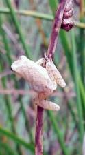 NPS Photo: A northern spring peeper clings to a twig.