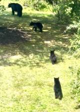 A family of black bears caught on film by a Milford resident.