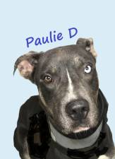 Meet Paulie D
