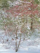 A scene after Tuesday’s snowfall in Dingman Township, Pike County.