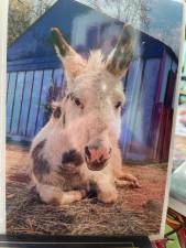 <b>Freckles the miniature donkey was among the animals seized from Noah’s Park in September. He was boarded at Pets Alive in Middletown, N.Y., until he was adopted in July. (Photo provided)</b>