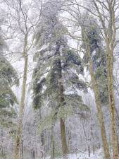 Ice pines